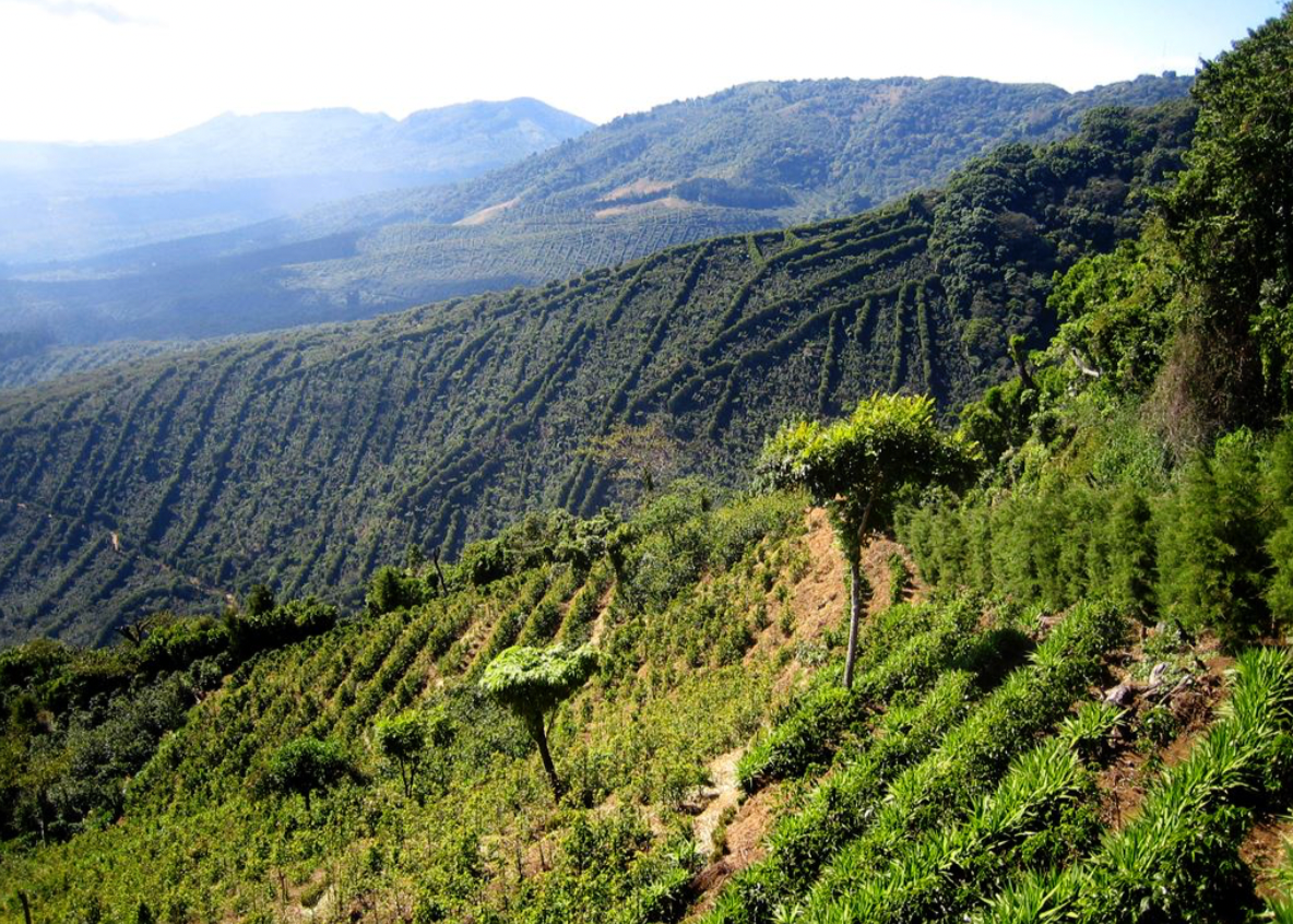 Colombia Castillo - Decaffeinated MWP