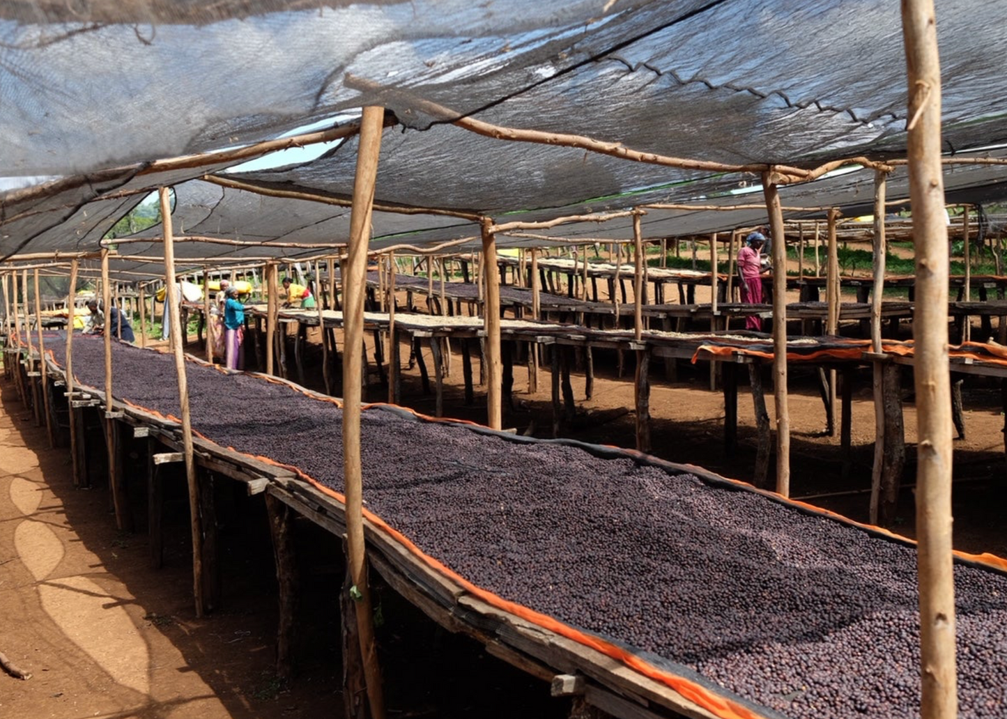 Ethiopia Guji Organic - Natural