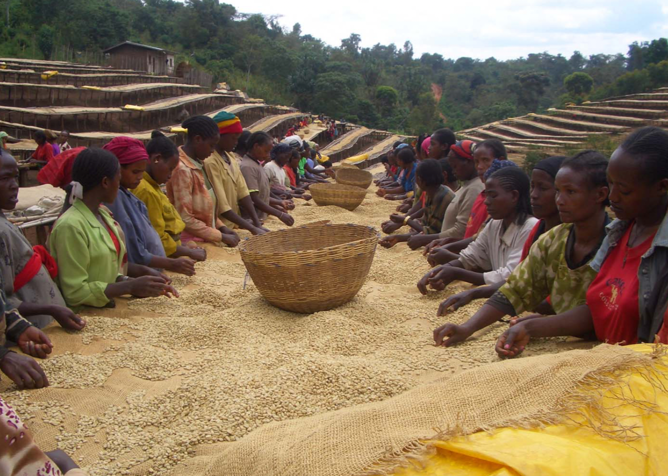 Ethiopia Yirgachaffe Kochere - Washed