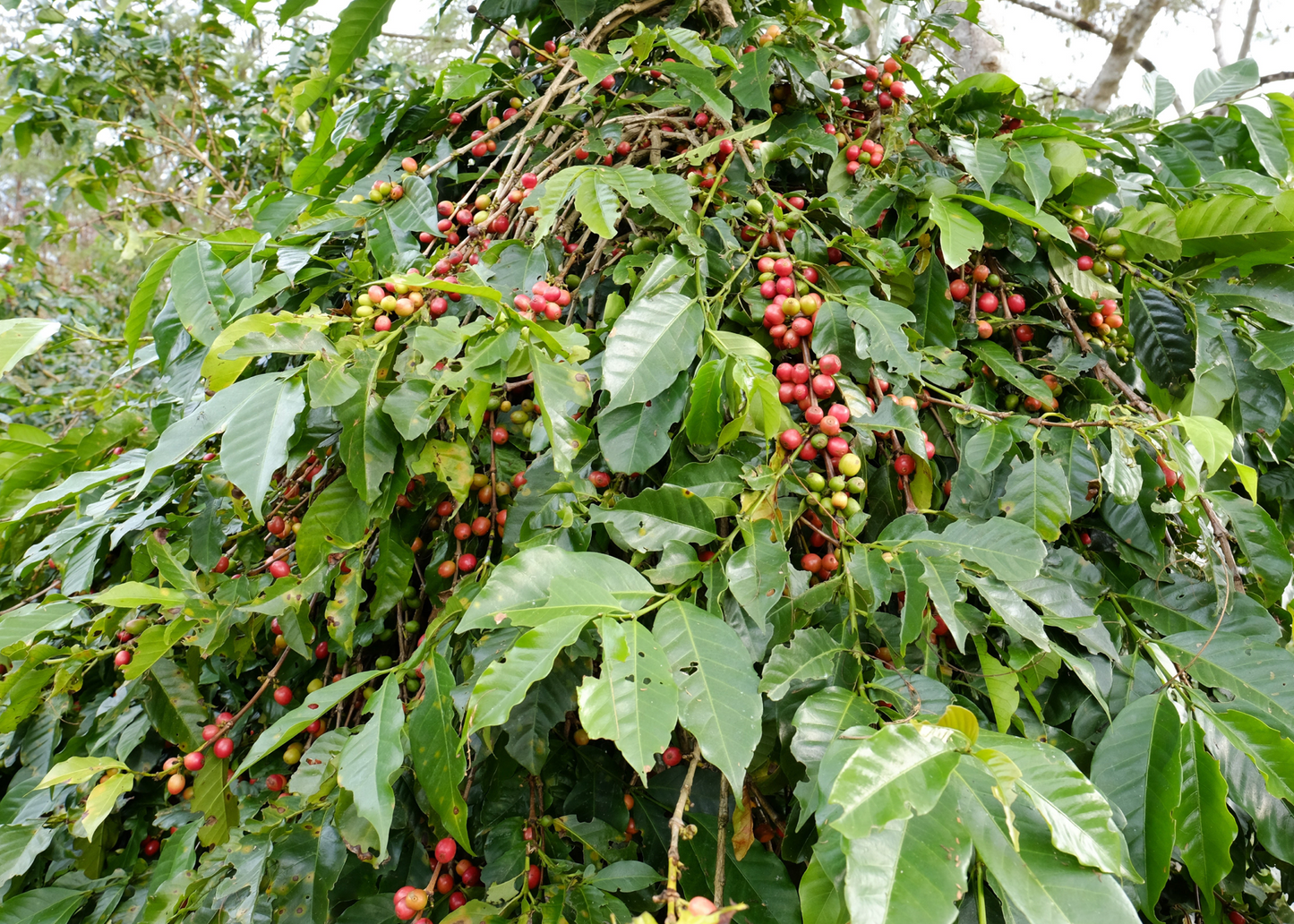 Papua New Guinea Nebilyer Valley - Washed